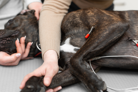 5 éléments-clés pour réussir un massage cardiaque chez le chien et le chat