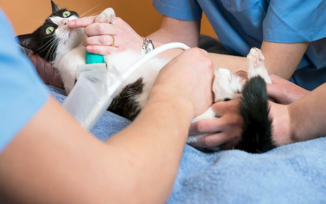 Le POCUS chez le chat : un outil diagnostique rapide et non invasif