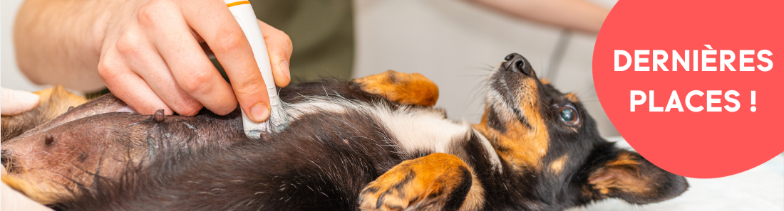 A propos de la formation "Parcours Didactique en Échographie Abdominale du Chien et du Chat"