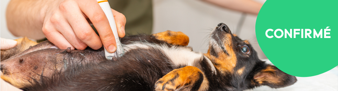 A propos de la formation "Parcours Didactique en Échographie Abdominale du Chien et du Chat"