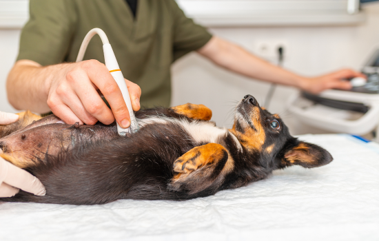 Parcours Didactique en Échographie Abdominale du Chien et du Chat - Édition 25