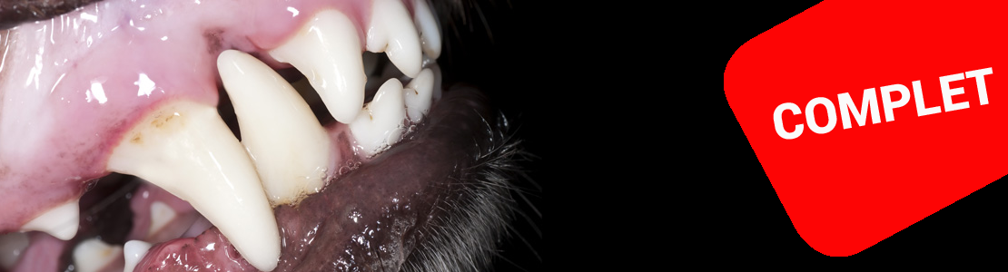 Cycle en dentisterie du chien et du chat - édition 7